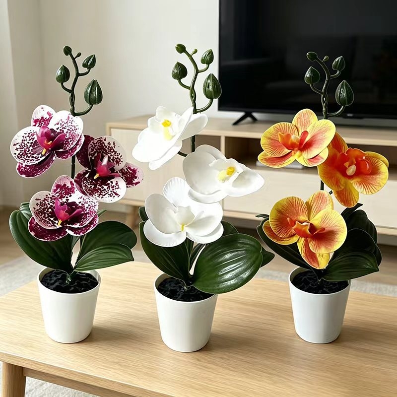Tanaman Anggrek Kupu-Kupu Mini - Orchid Phalaenopsis ulasan dan harga