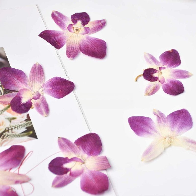 4 Buah, Bunga Anggrek Kupu-kup - Orchid Phalaenopsis ulasan dan harga