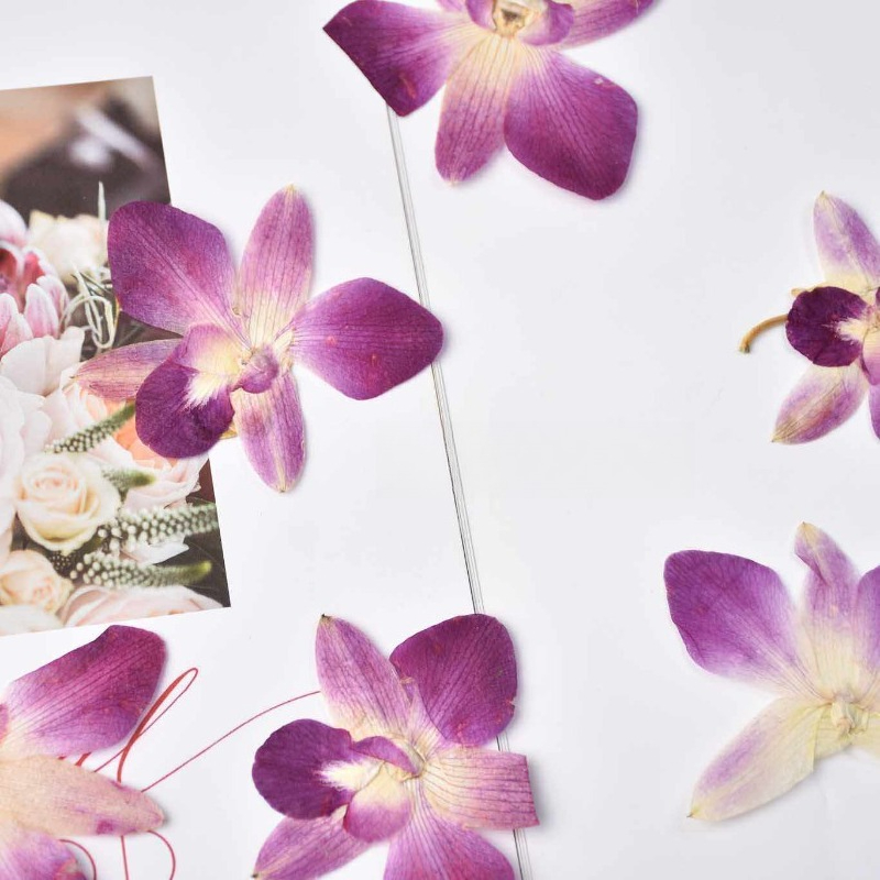 4 Buah, Bunga Anggrek Kupu-kup - Orchid Phalaenopsis ulasan dan harga