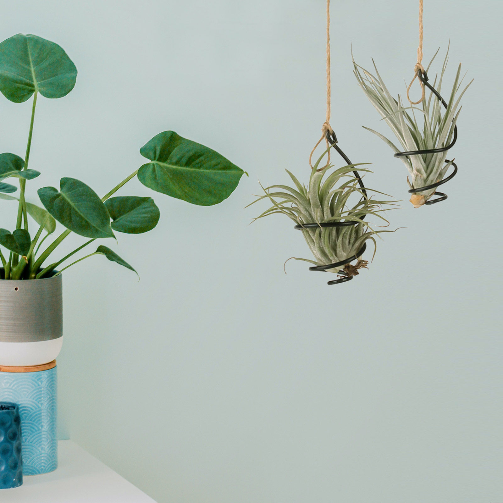 12 Set Wadah Tanaman Udara, Du - Air Plant Tillandsia ulasan dan harga