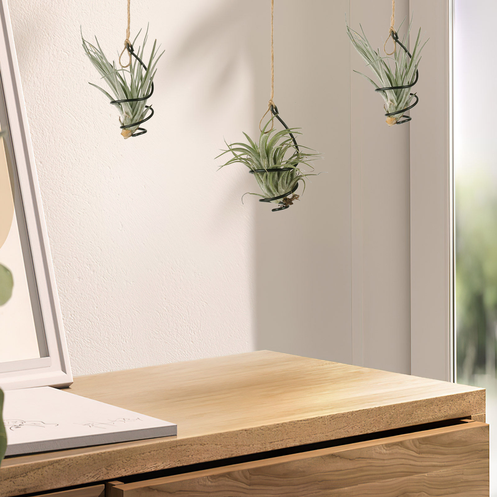 12 Set Wadah Tanaman Udara, Du - Air Plant Tillandsia ulasan dan harga