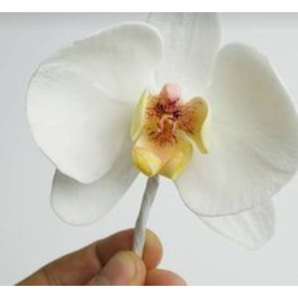 Stensil mata dadu potongan log - Orchid Phalaenopsis ulasan dan harga