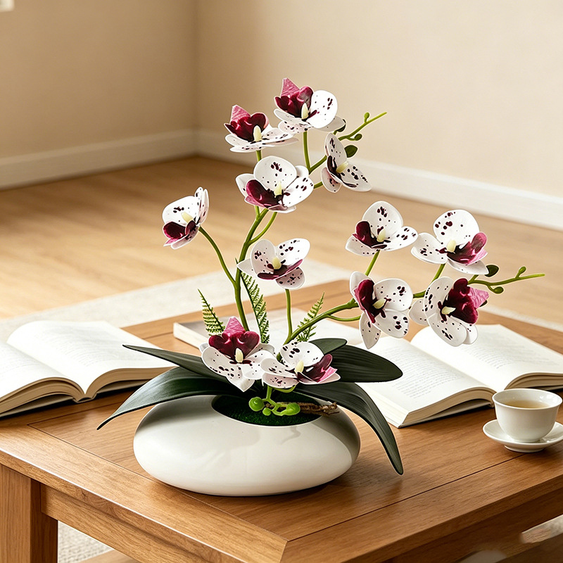 Anggrek Kupu-kupu 12 Bunga Bon - Orchid Phalaenopsis ulasan dan harga