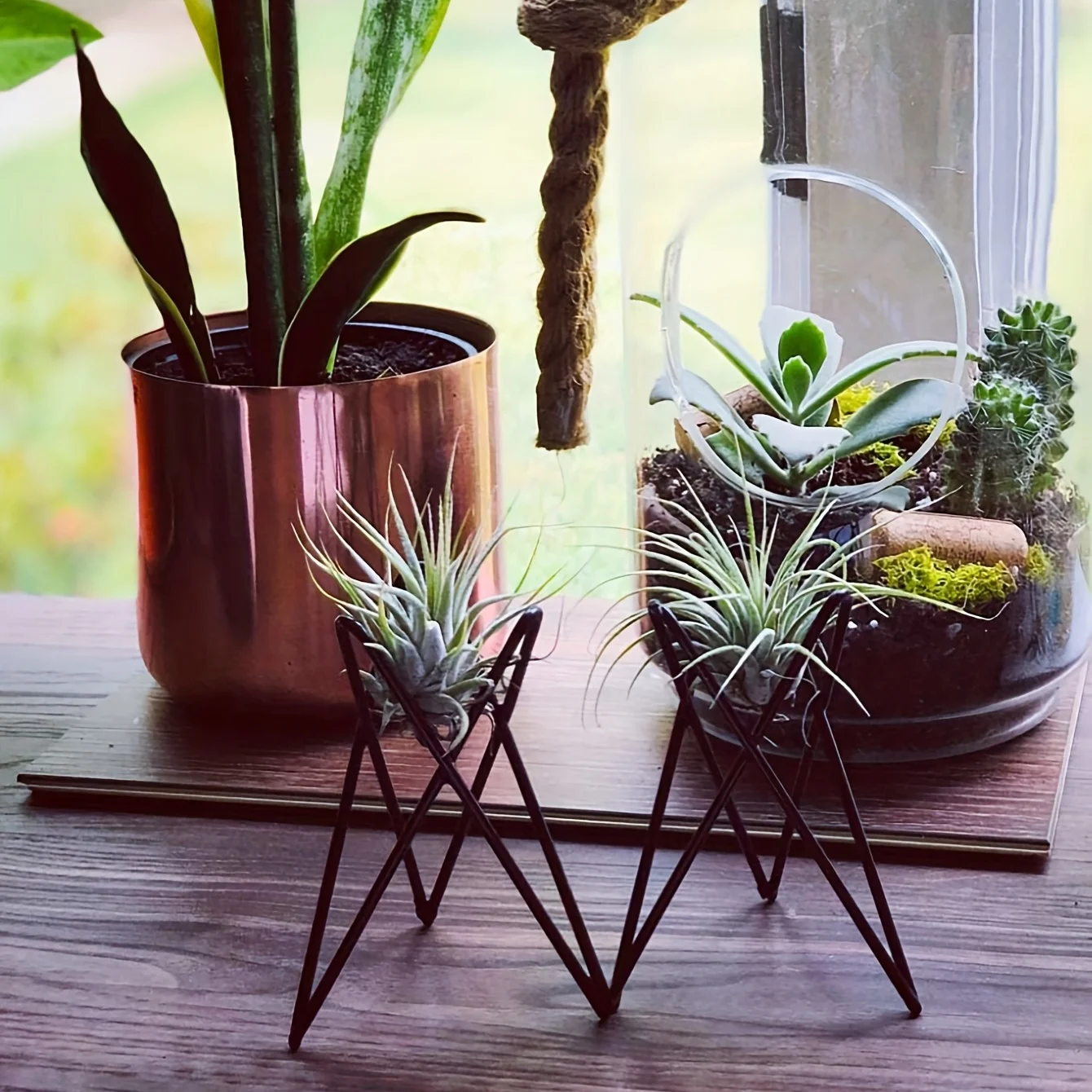 1 Buah Penyangga Tanaman Kreat - Air Plant Tillandsia ulasan dan harga