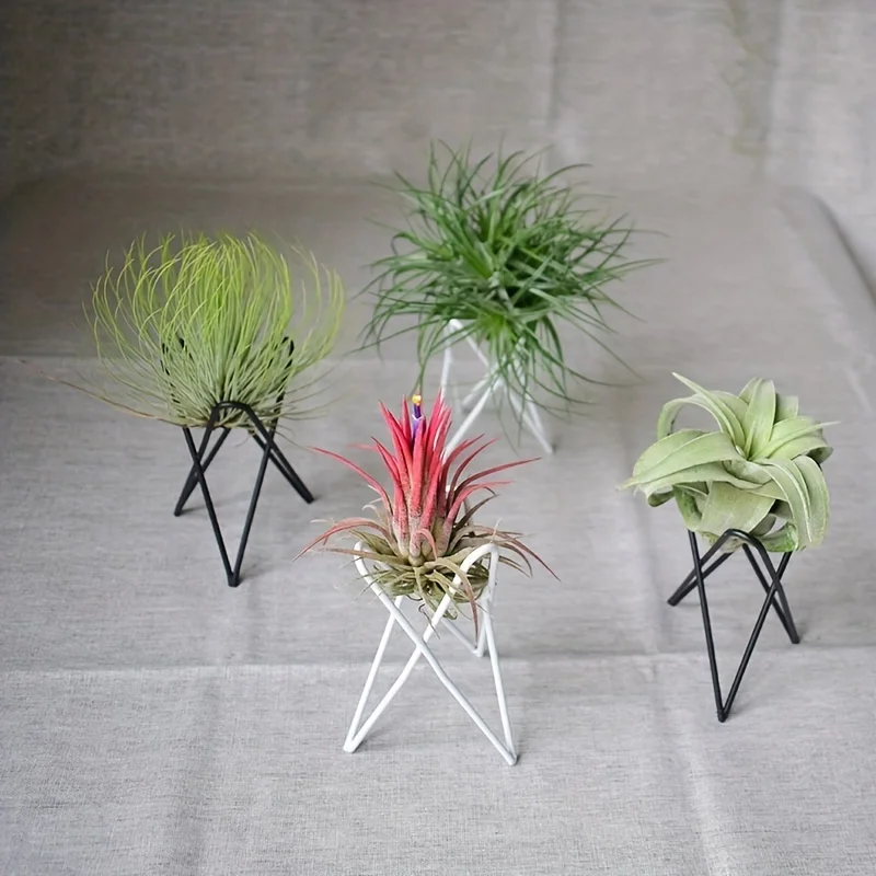 1 Buah Penyangga Tanaman Kreat - Air Plant Tillandsia ulasan dan harga
