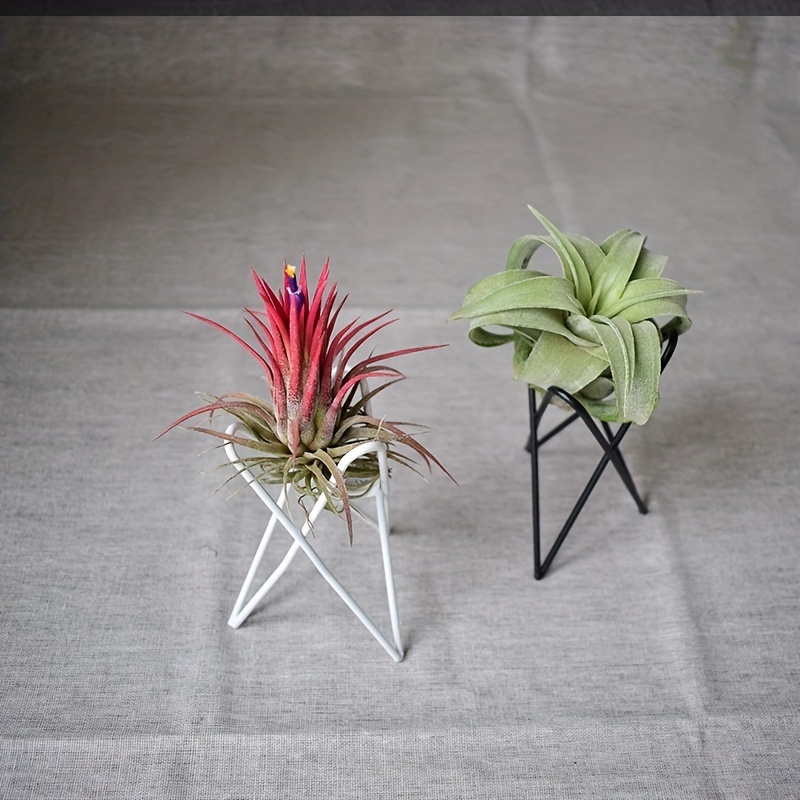 1 Buah Penyangga Tanaman Kreat - Air Plant Tillandsia ulasan dan harga