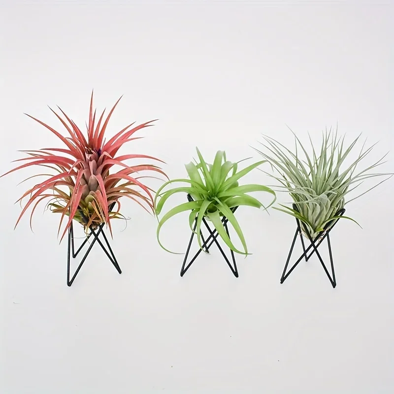 1 Buah Penyangga Tanaman Kreat - Air Plant Tillandsia ulasan dan harga