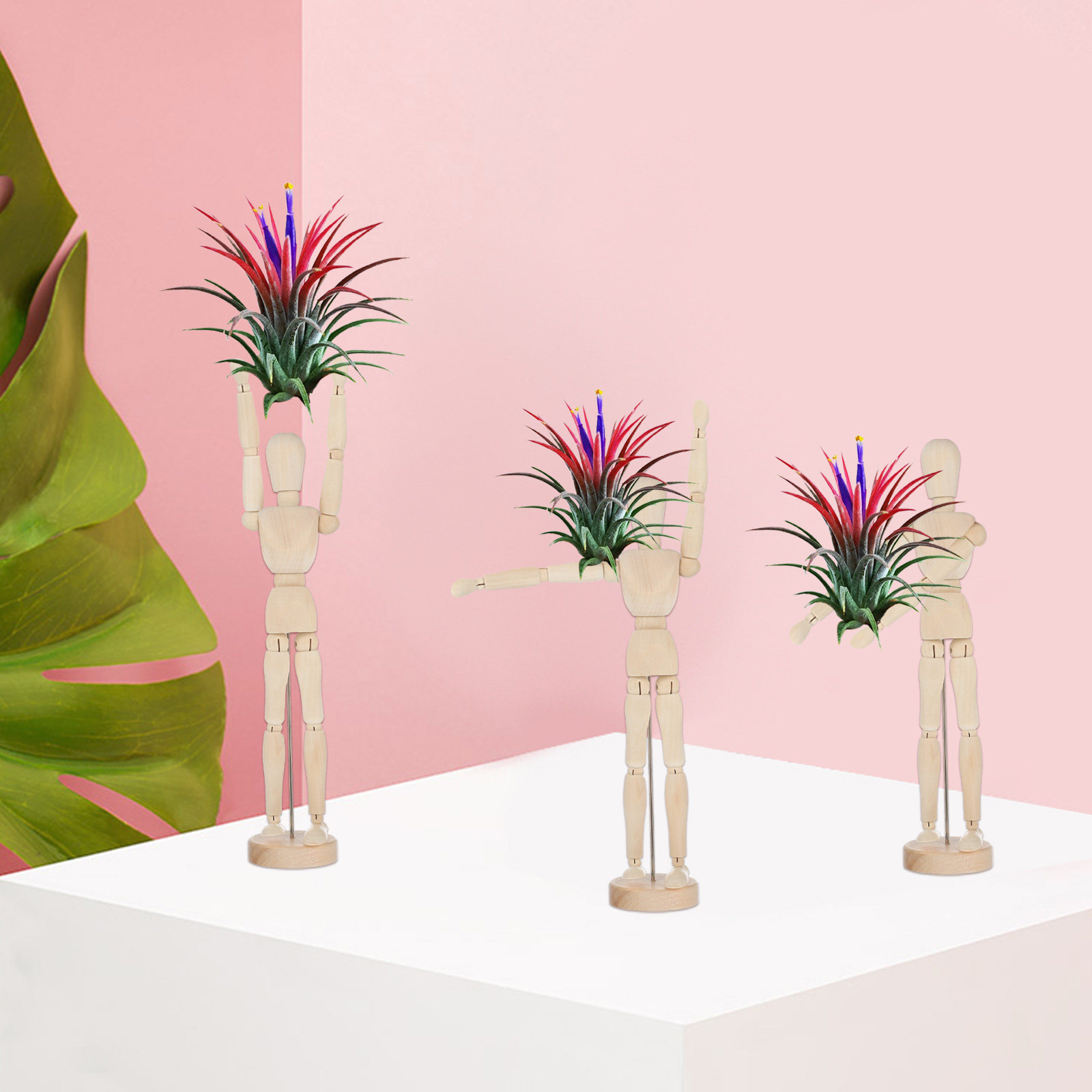 Penyangga Tanaman Udara Kayu G - Air Plant Tillandsia ulasan dan harga